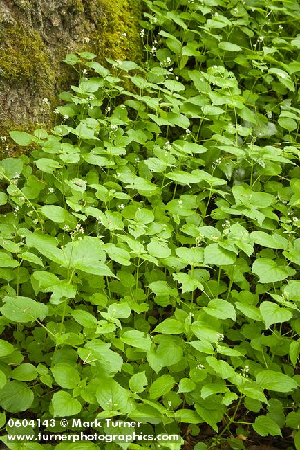 Circaea alpina