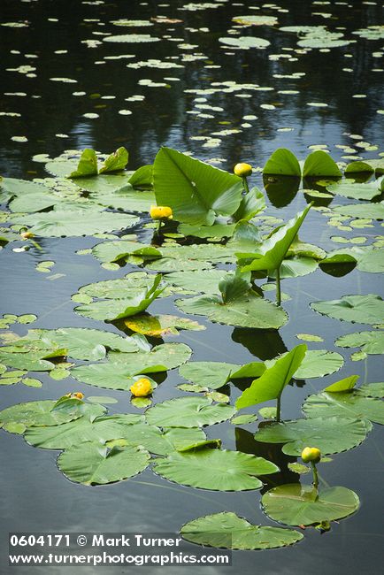 Nuphar polysepala