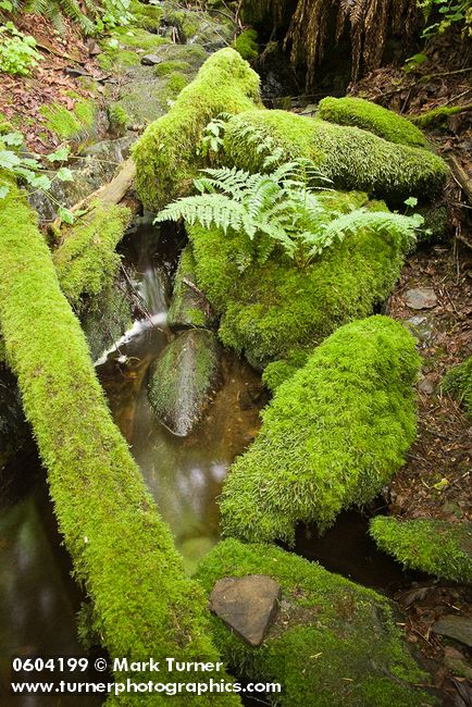 Athyrium filix-femina