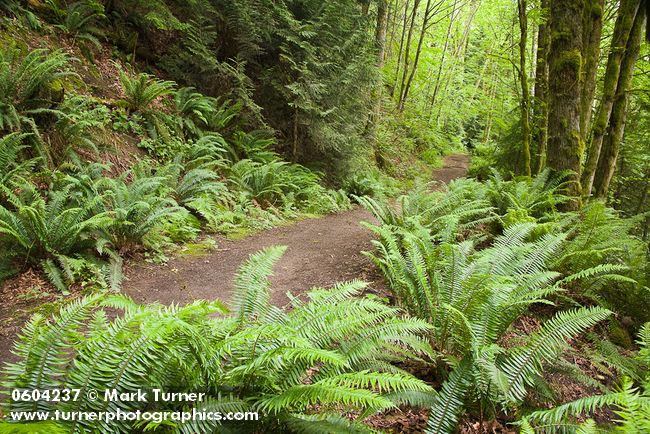 Polystichum munitum