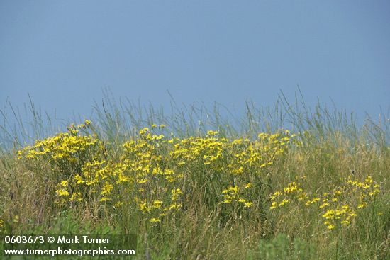 Crepis atribarba
