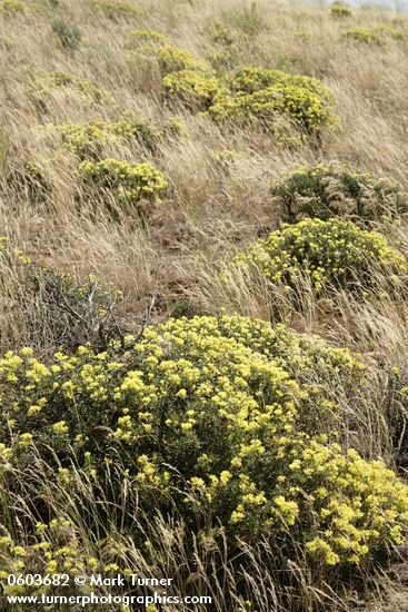 Eriogonum sphaerocephalum