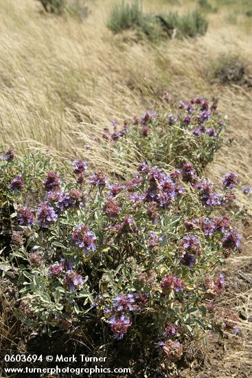 Salvia dorrii