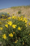Cusick's Sunflower