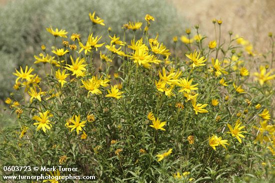 Helianthus cusickii