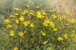 Cusick's Sunflowers