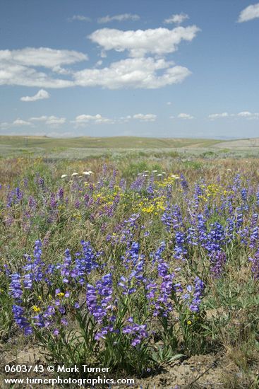 Penstemon speciosus; Lupinus sp.