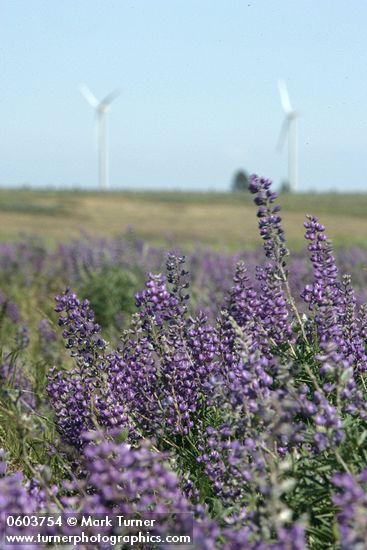 Lupinus bingenensis var. subsaccatus