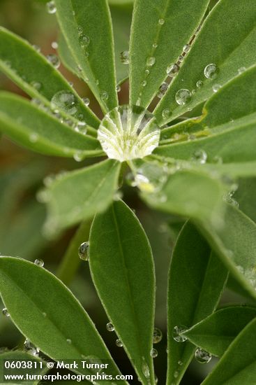 Lupinus latifolius