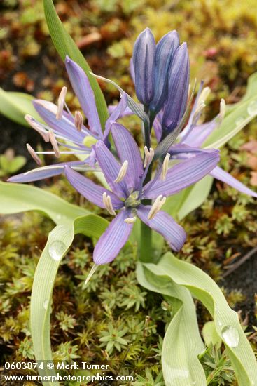 Camassia quamash ssp. breviflora
