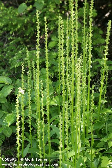 Platanthera stricta