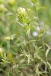 Stiff Yellow Paintbrush