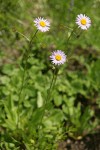 Wandering Daisies