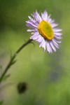 Wandering Daisy blossom detail