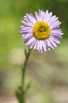 Wandering Daisy blossom detail