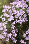 Spreading Phlox