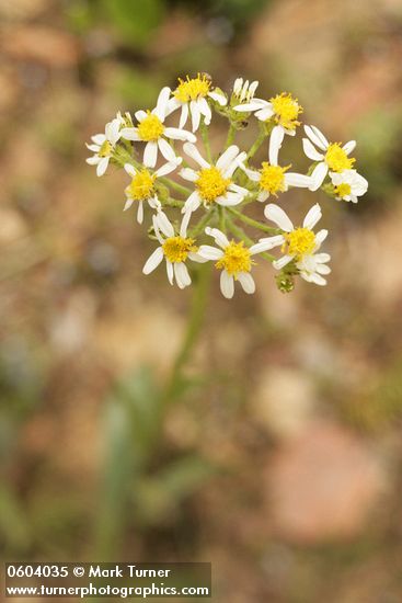 Senecio integerrimus var. ochroleucus