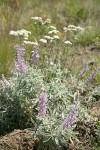 Velvet Lupines w/ Yarrow soft bkgnd