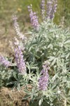 Velvet Lupines
