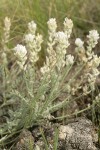 Spalding's Milk-vetch