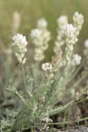 Spalding's Milk-vetch