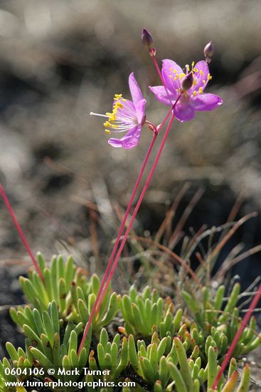 Talinum spinescens