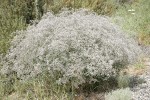 Baby's Breath