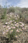 Threadleaf Fleabane