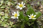 Marsh-marigolds