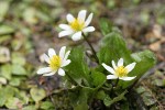Marsh-marigolds