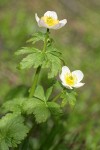 American Globeflowers