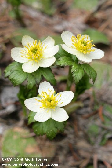 Trollius laxus