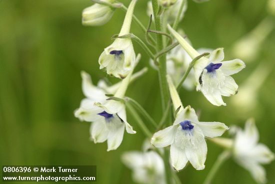 Delphinium leucophaeum (D. nuttallii ssp. ochroleucum)