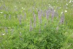 Kinkaid's Sulphur Lupines