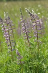 Kinkaid's Sulphur Lupines