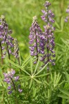 Kinkaid's Sulphur Lupines