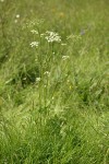 Celery-leaf Lovage