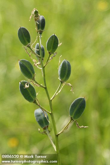 Camassia quamash