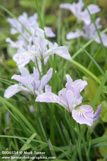 Iris tenax