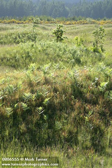 Pteridium aquilinum
