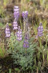 Prairie Lupine