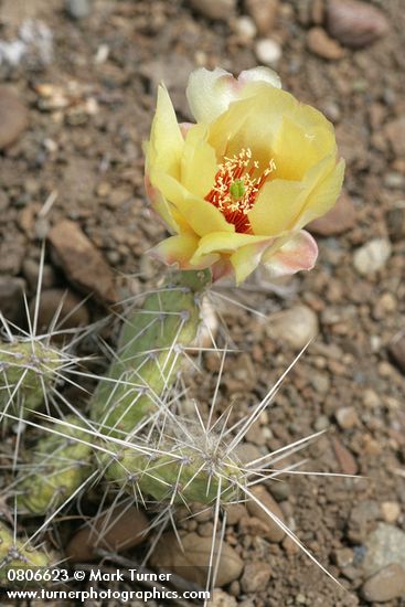 Opuntia columbiana (O. erinacea var. columbiana)