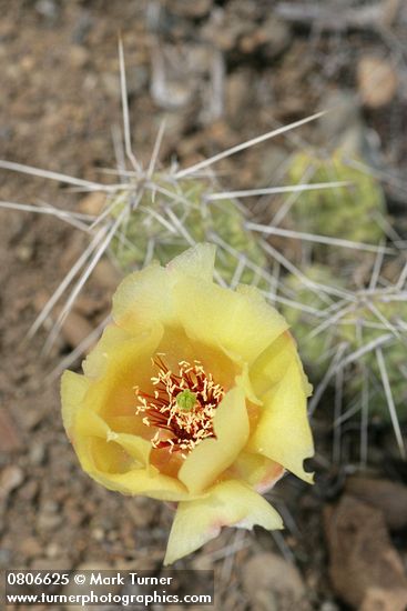 Opuntia columbiana (O. erinacea var. columbiana)