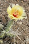 Grizzleybear Prickly Pear Cactus
