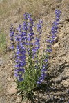 Showy Penstemon