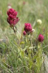 Wenatchee Paintbrush