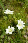 Three-leaf Lewisia