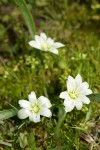 Three-leaf Lewisia