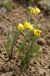 Yellow Bells