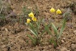 Yellow Bells